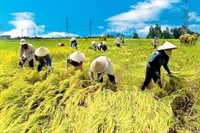 Rice production nationwide reaches 39 million tonnes in 2009